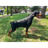 Filhotes De Doberman com Pedigree 