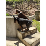 Filhotes De Doberman