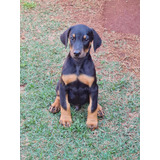 Filhotes De Dobermann Europeus De Pais Selecionados