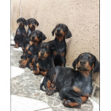 Filhotes De Dobermann