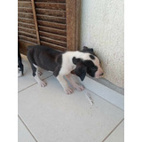 Filhotes De Dogue Alemão Nas Cores Merle E Arlequim
