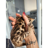 Filhotes De Gato Bengal