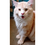 Filhotes De Gato Da Raça Maine Coon 2 Machos E Uma Fêmea