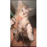 Filhotes De Gato Da Raça Maine Coon No Rio Grande Do Norte