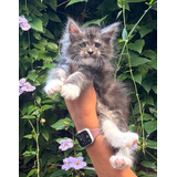 Filhotes De Gato Maine Coon C pedigree