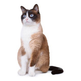 Filhotes De Gatos Da Raça Snowshoes