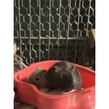 Filhotes De Gerbil esquilo Da Mongolia Belo Horizonte