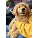 Retriever