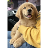 Retriever