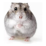 Filhotes De Hamster Anão Russo chinês 