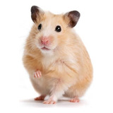 Sírio