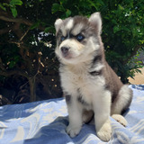 Filhotes De Husky Siberiano Fêmea Whooly Olhos Azuis