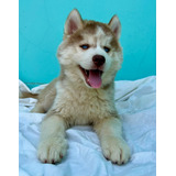 Filhotes De Husky Siberiano Machos E Femeas