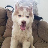 Filhotes De Husky Siberiano Machos