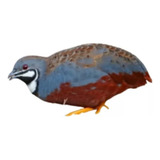 entregamo