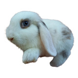 Filhotes De Mini Coelho Mini Lop