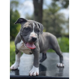 Filhotes De Pit Monster Blue Cinza