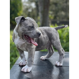 Filhotes De Pit Monster Blue Merle