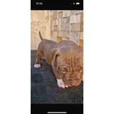 Filhotes De Pit Monster
