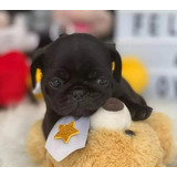 Filhotes De Pug Lindos Filhotes