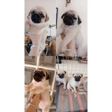 Filhotes De Pug Otima Linhagem