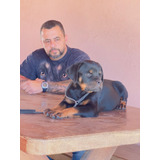 Filhotes De Rottweiler Com Pedigree Cbkc
