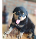 Filhotes De Rottweiler Macho