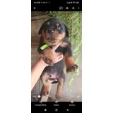 Filhotes De Rottweiler