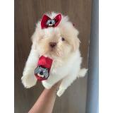 Filhotes De Shih Tzu Macho Várias Tonalidade