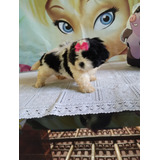 Femea