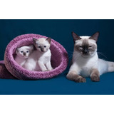 Gatinhos