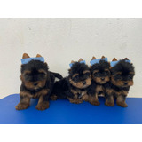 Filhotes De Yorkshire Lindos