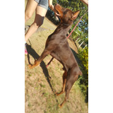 Filhotes Dobermann Euro Pedigree Chip Machos Índole Impecá
