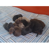 Filhotes Dobermann Pedigree Cbkc