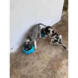 Filhotes Dogue Alemão Microchip E Pedigree Opcionais