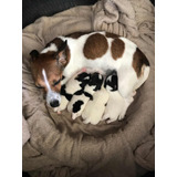 Filhotes Fêmea De Jack Russel Terrier