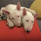 Filhotes Fofos Da Raça Bull Terrier Brancos Disponíveis