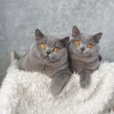 Filhotes Gatos Raça British Shorthair Cor Cinza Pedigree