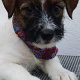 Filhotes Jack Russell Terrier