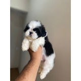 Shitzu
