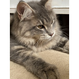 Filhotes Maine Coon Com Pedigree 5 Meses