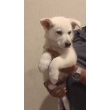 Pedigree