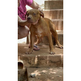 Filhotes Pit Monster Cores Tri Reverse E Lilac Gene Tri
