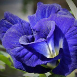 Flor De Fada Azul Dobrada Clitoria