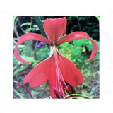 Plantio