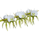 Flor Orquídea Angraecum Eburneum Planta Adulta