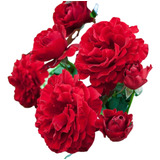 Flor Rosa Trepadeira Frete Rápido Vermelha Sementes P Mudas