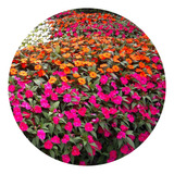 Flor Sunpatines Cores Diversas 5 Mudas No Saquinho