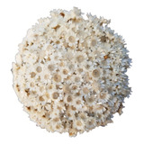 Flores Desidratadas Te Decorações Siempre Viva Cor Branco