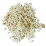 Florzinha Seca Mini Cor Branca 600 Uni Sempre Viva